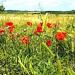 Poppies and wheat fields
