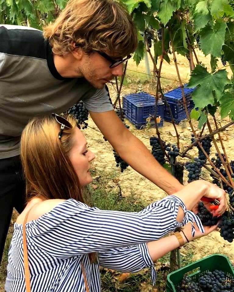 Picking grapes of Sangiovese
