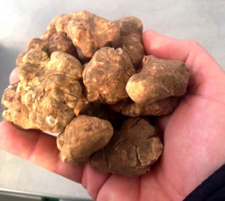 We found so many white truffles!