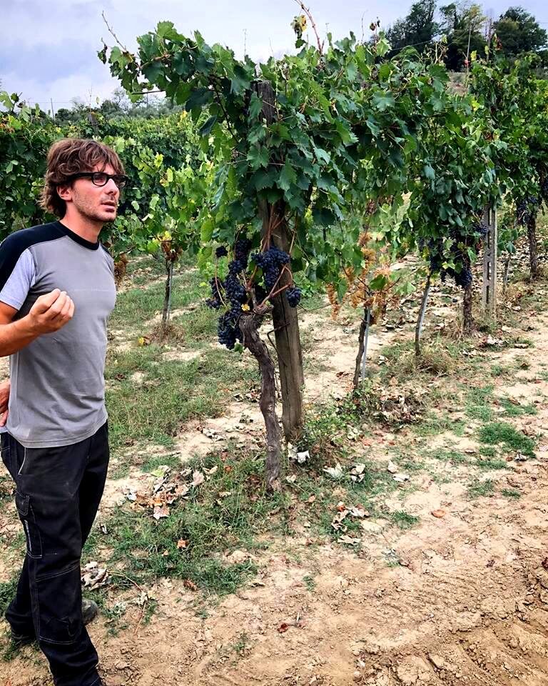 A guided visit into the vineyards