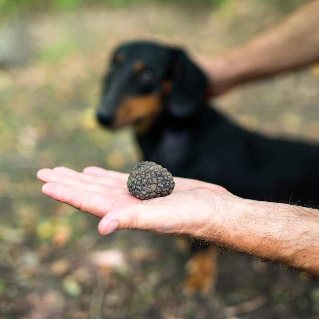 Black truffle hunting experience
