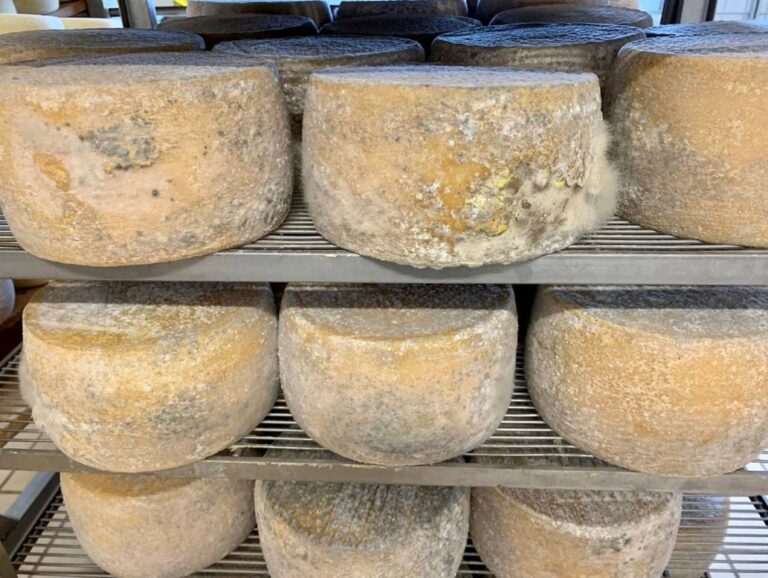 Pecorino cheese farm tour