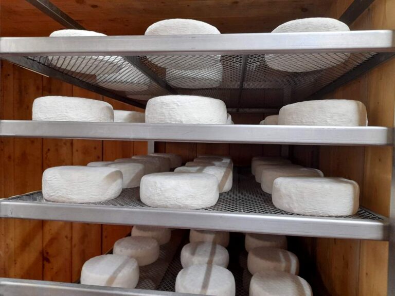 Guided cheese farm tour in Volterra