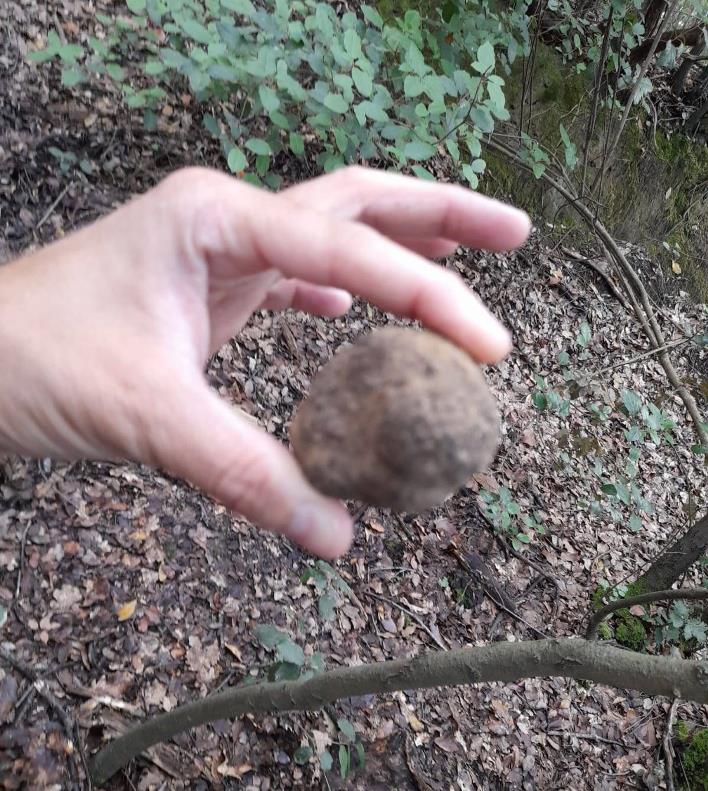 Scorzone truffle in the wood nera Peccioli
